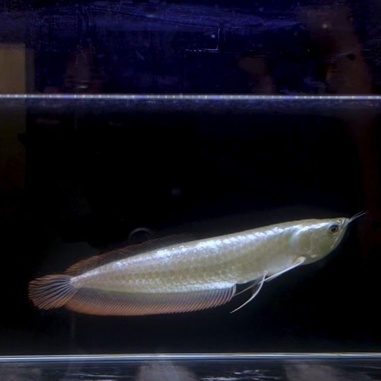 你知道銀龍魚長什么樣 你知道銀龍魚長什么樣 龍魚百科 第1張