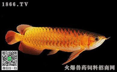 金龍魚價值多少錢？：金龍魚價值不僅體現在市場份額和品牌知名度上還有多個品牌