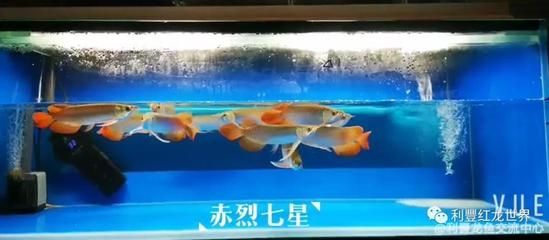 龍魚入缸多久換水最好（新買的龍魚在入缸后需要一段時(shí)間內(nèi)不宜立即換水）