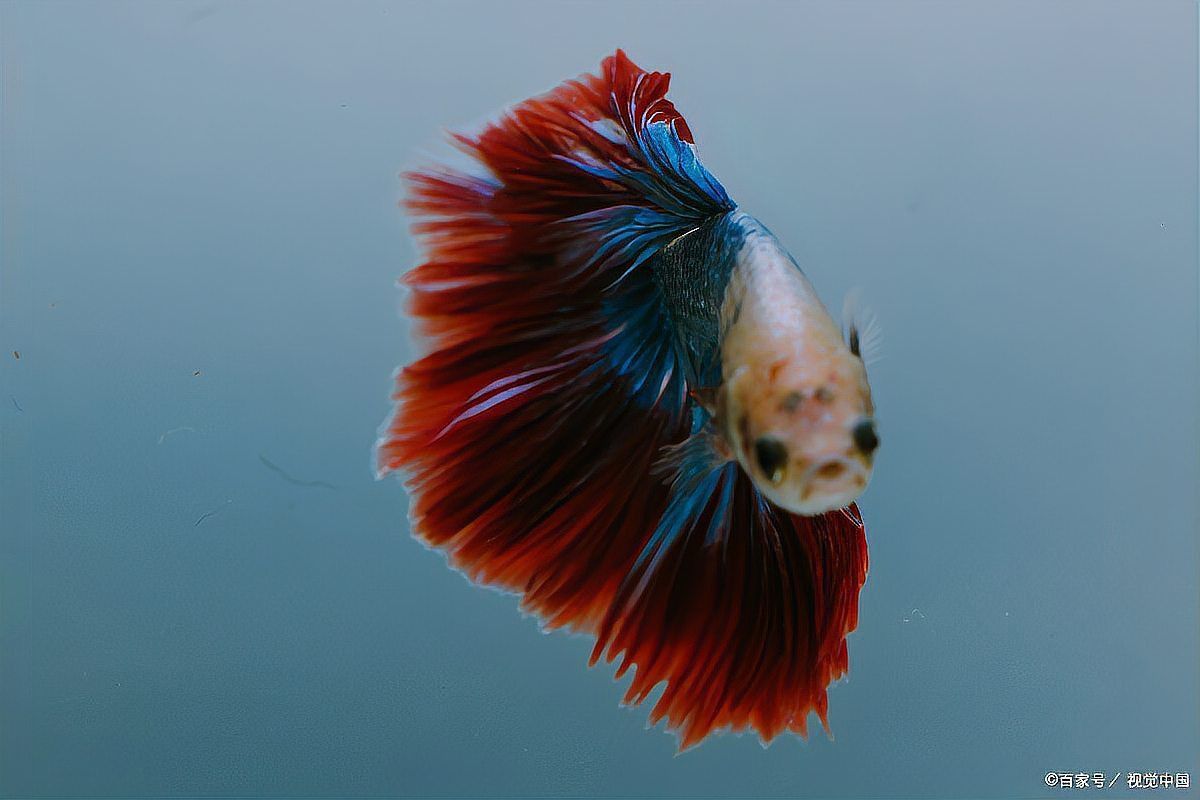 魚身上鱗片脫落身上潰爛怎么辦 龍魚百科 第3張 魚身上鱗片脫落身上潰爛怎么辦 魚身上鱗片脫落身上潰爛怎么辦 龍魚百科 第3張