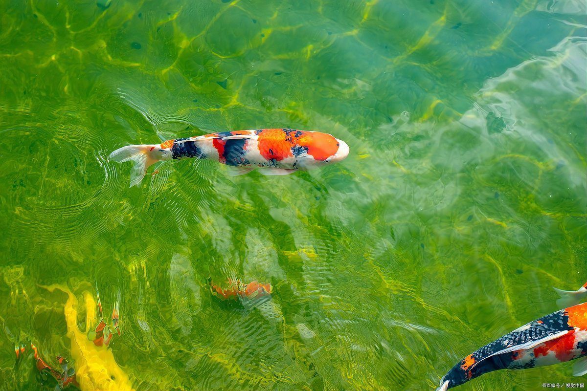 魚身上鱗片脫落身上潰爛怎么辦 龍魚百科 第8張 魚身上鱗片脫落身上潰爛怎么辦 魚身上鱗片脫落身上潰爛怎么辦 龍魚百科 第8張