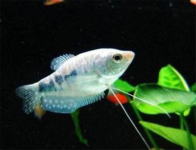 紅曼龍魚的成年體長是多少？：紅曼龍魚的性別對于繁殖和飼養者需要注意以下幾點