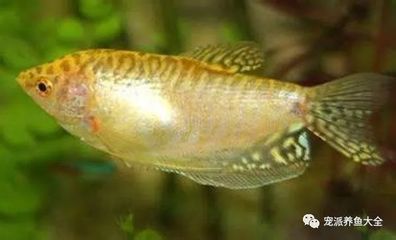紅曼龍魚的成年體長是多少？：紅曼龍魚的性別對于繁殖和飼養者需要注意以下幾點
