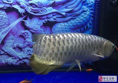 金龍魚(yú)的價(jià)格是多少錢(qián)一條：金龍魚(yú)價(jià)格多少錢(qián)一條金龍魚(yú)多少錢(qián)一條金龍魚(yú)多少錢(qián)一條