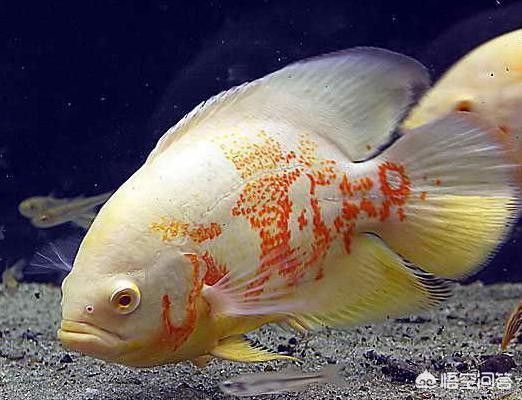 黃化白子銀龍魚單養能繁殖嗎（銀龍魚怎么繁殖）