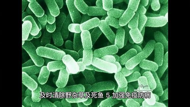 如何預(yù)防龍魚傳染性疾病？