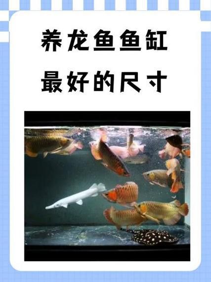 如何選擇適合養(yǎng)銀龍魚的魚缸？