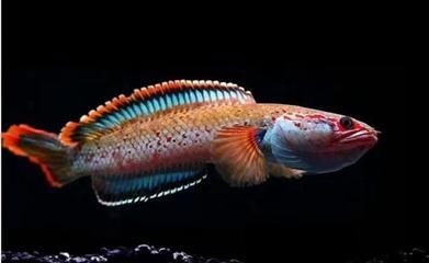 雷龍魚能活多少歲的壽命，雷龍魚的壽命受到多種因素的影響 雷龍魚能活多少歲的壽命，雷龍魚的壽命受到多種因素的影響 龍魚百科 第4張
