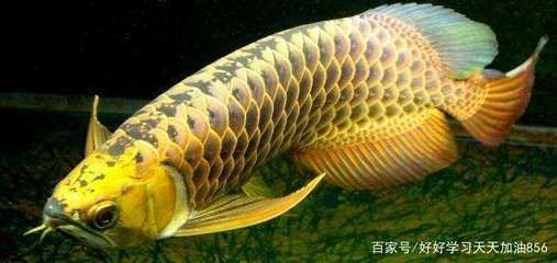 金龍魚(yú)吃多少小魚(yú)：金龍魚(yú)一天喂多少粒小魚(yú)一天喂多少條小魚(yú)和蝦合適