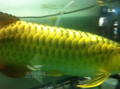 金龍魚(yú)吃多少小魚(yú)：金龍魚(yú)一天喂多少粒小魚(yú)一天喂多少條小魚(yú)和蝦合適