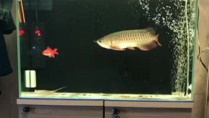 金龍魚吃多少小魚：金龍魚一天喂多少粒小魚一天喂多少條小魚和蝦合適