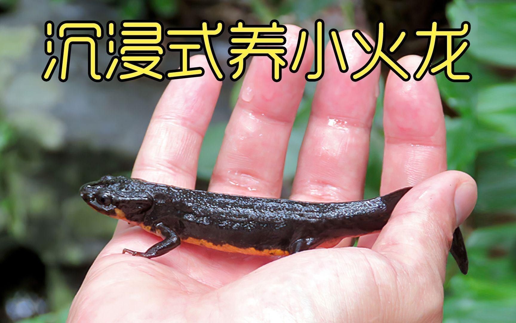 如何調節火龍魚缸的水溫？ 如何調節火龍魚缸的水溫？ 龍魚百科 第2張