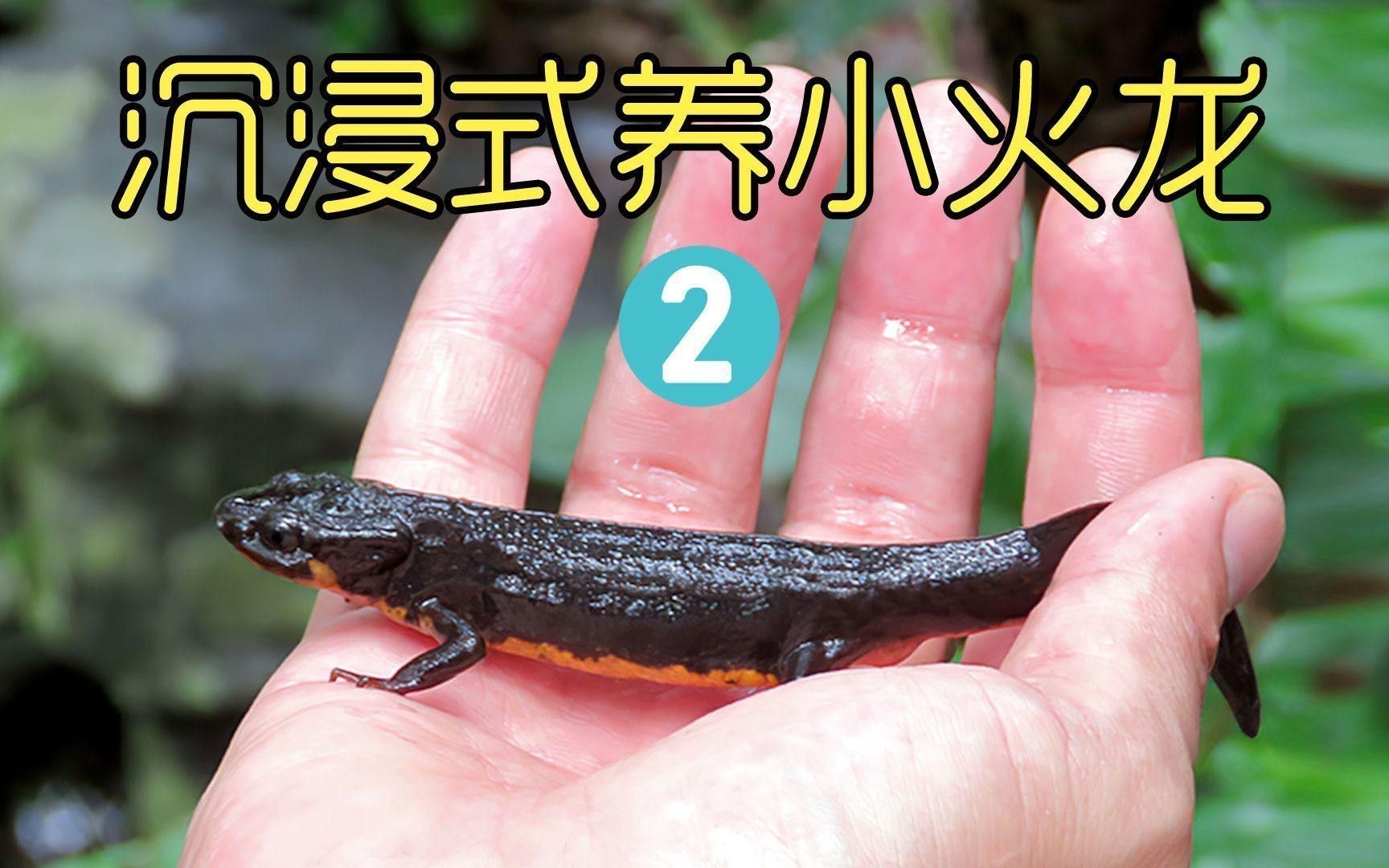 如何調節火龍魚缸的水溫？ 如何調節火龍魚缸的水溫？ 龍魚百科 第3張