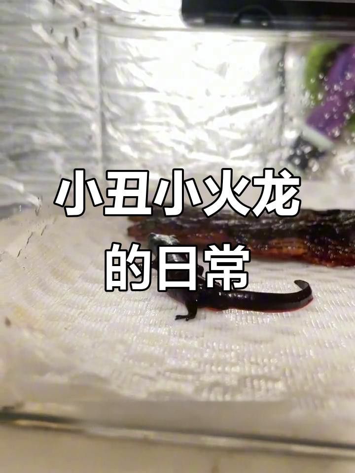 如何調節火龍魚缸的水溫？ 如何調節火龍魚缸的水溫？ 龍魚百科 第4張