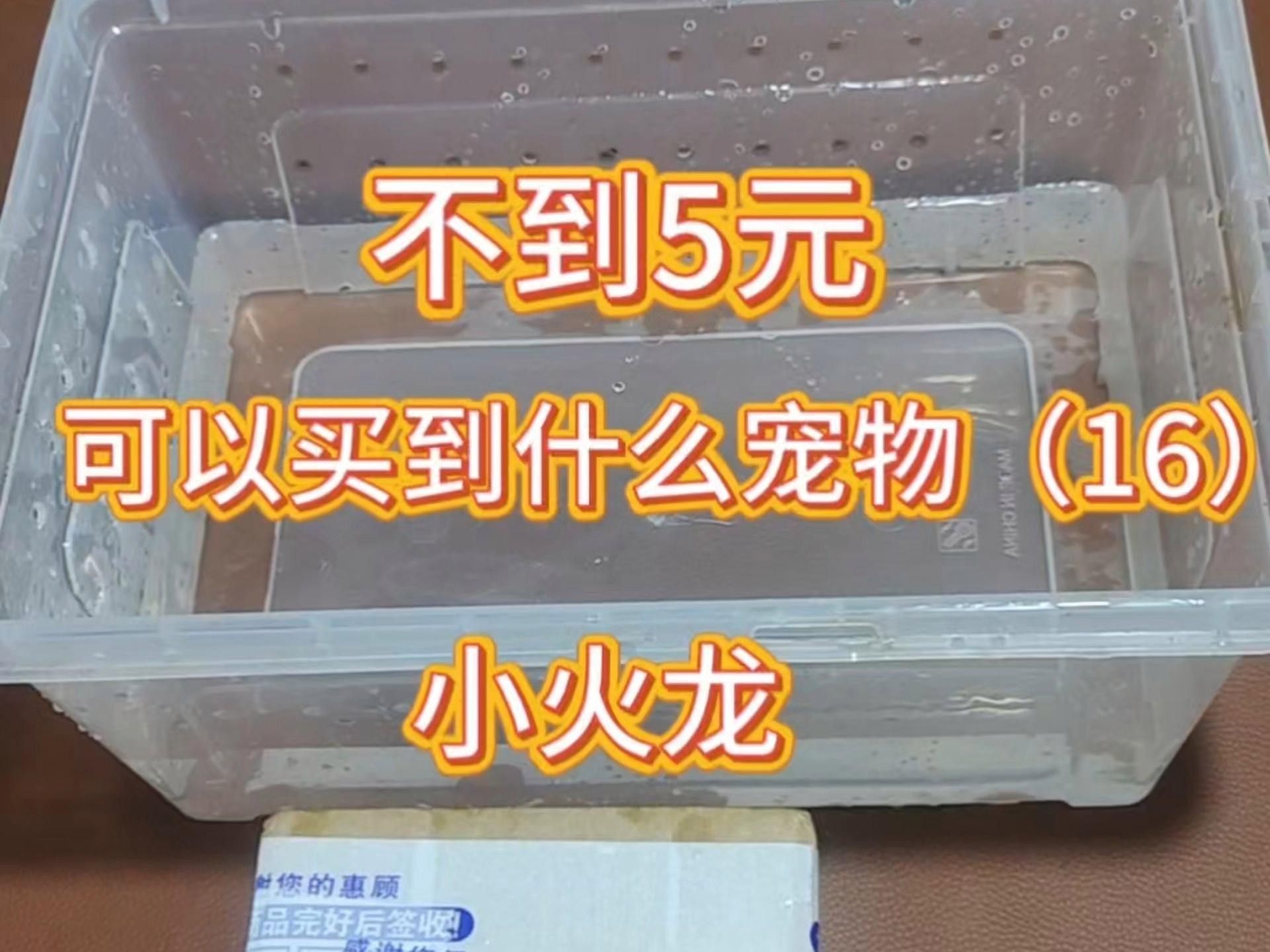 如何調節火龍魚缸的水溫？ 如何調節火龍魚缸的水溫？ 龍魚百科 第7張