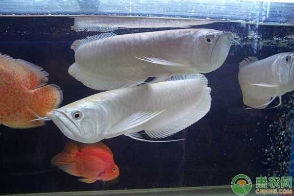 銀龍魚紅眼