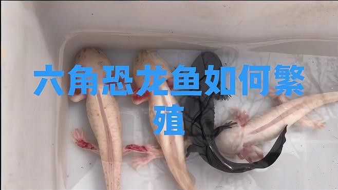 恐龍魚繁殖時需要哪些條件？