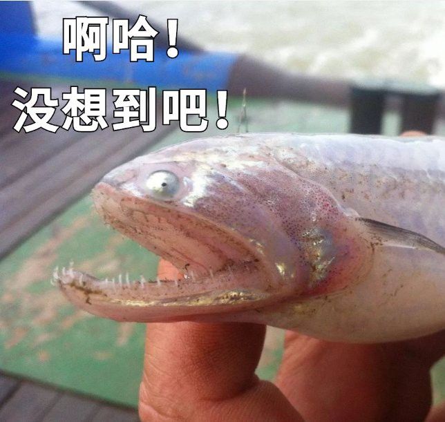 舟山龍魚叫什么名字？ 舟山龍魚叫什么名字？ 龍魚百科 第4張