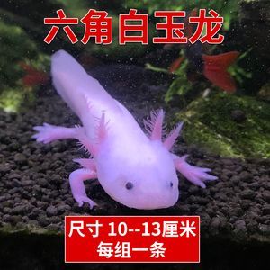 恐龍魚白玉龍：恐龍魚白玉龍怎么樣 恐龍魚白玉龍：恐龍魚白玉龍怎么樣 龍魚百科 第4張