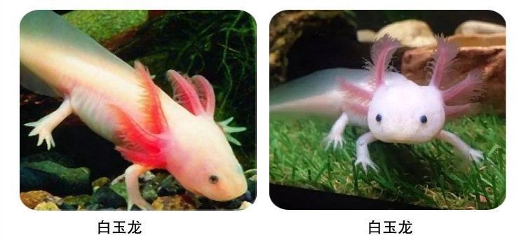 恐龍魚白玉龍：恐龍魚白玉龍怎么樣 恐龍魚白玉龍：恐龍魚白玉龍怎么樣 龍魚百科 第3張