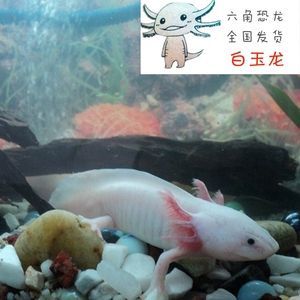 恐龍魚白玉龍：恐龍魚白玉龍怎么樣 恐龍魚白玉龍：恐龍魚白玉龍怎么樣 龍魚百科 第5張