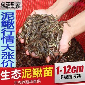 土龍魚,淡水可以養殖嗎（土龍魚能在淡水中生存嗎？）