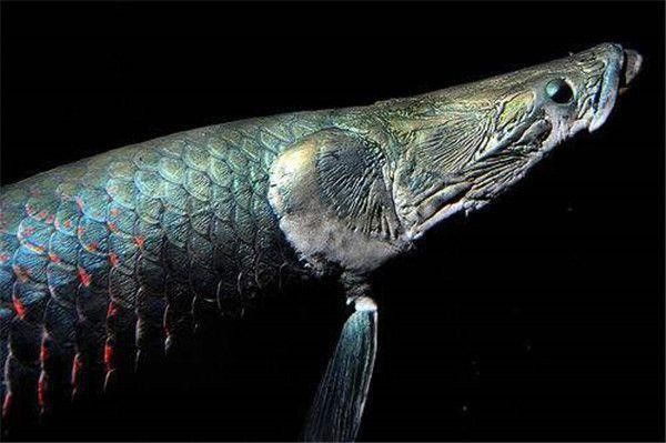 古龍魚圖片清遠