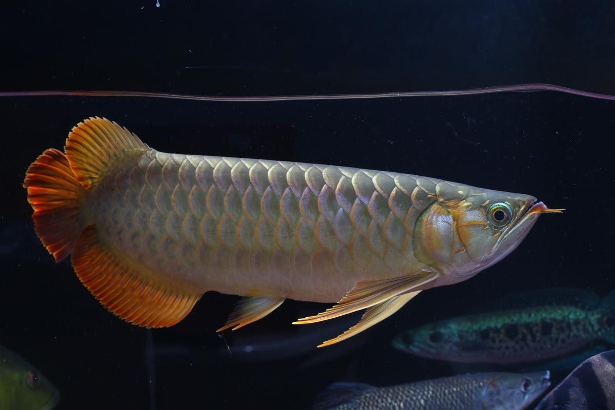 古龍魚圖片清遠