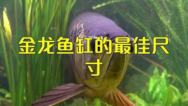 如何為白金龍魚設置魚缸環(huán)境？