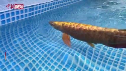 去那那里可以買到正宗金龍魚（正宗金龍魚的購買途徑）