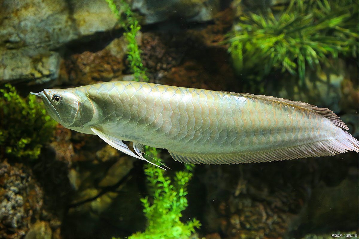 養龍魚魚缸燈光一直開著行嗎