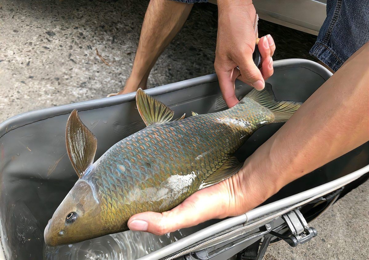 放生青龍魚需要多少費用？