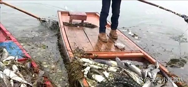 放生青龍魚需要多少費用？