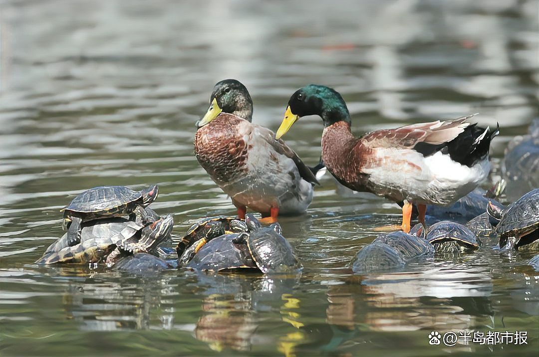 放生青龍魚需要多少費用？