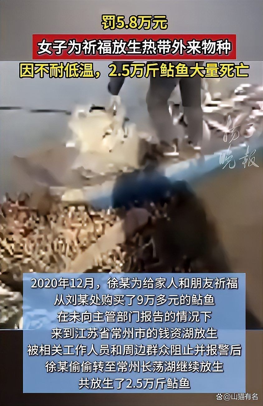 放生青龍魚需要多少費用？