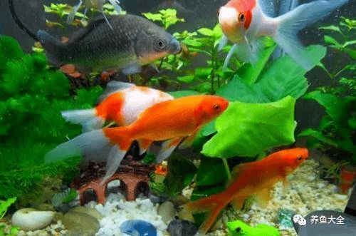 福龍魚體質(zhì)是不是很差呀怎么回事（福龍魚體質(zhì)是否較差）