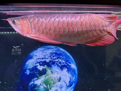 米特拉龍魚是什么意思？（什么是米特拉紅龍魚）