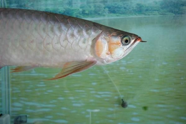 金龍魚鴿子眼好還是不好（金龍魚的鴿子眼是什么？）
