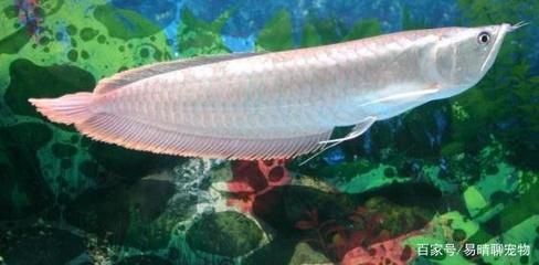 銀龍魚卵外面能孵化嗎（銀龍魚卵的孵化方式是口孵，口孵，）