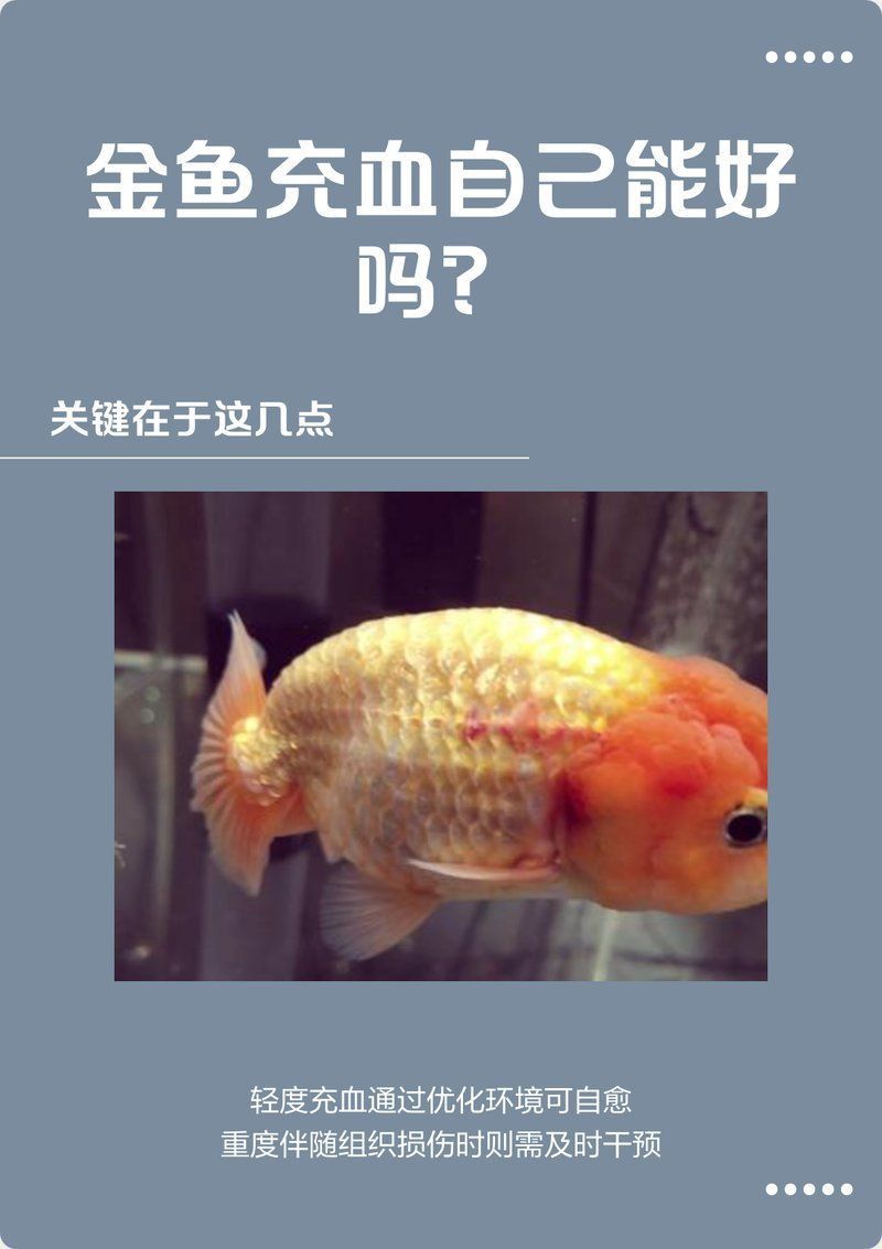 龍魚魚鰭充血會(huì)自愈嗎？