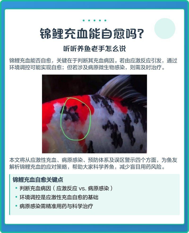 龍魚魚鰭充血會自愈嗎？