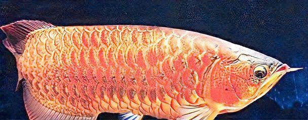 龍魚魚鰭充血會(huì)自愈嗎？