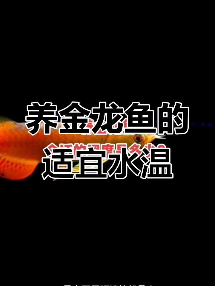 金龍魚飼養(yǎng)環(huán)境有哪些要求？