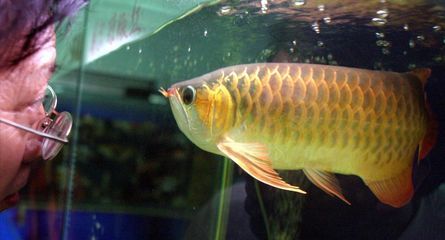 龍魚的養(yǎng)殖：龍魚養(yǎng)殖需要注意多個方面，