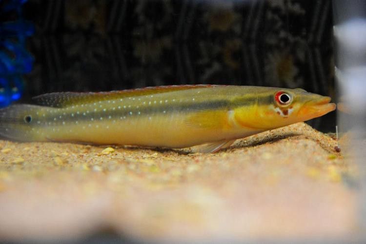 孔雀龍魚種類及圖片大全大圖欣賞