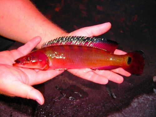 孔雀龍魚種類及圖片大全大圖欣賞