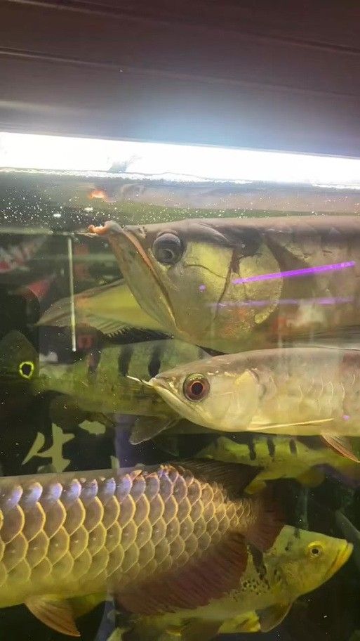 孔雀龍魚種類及圖片大全大圖欣賞