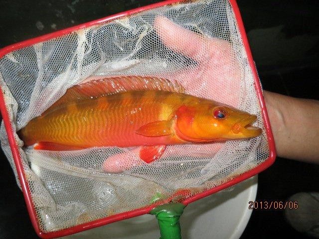 孔雀龍魚種類及圖片大全大圖欣賞