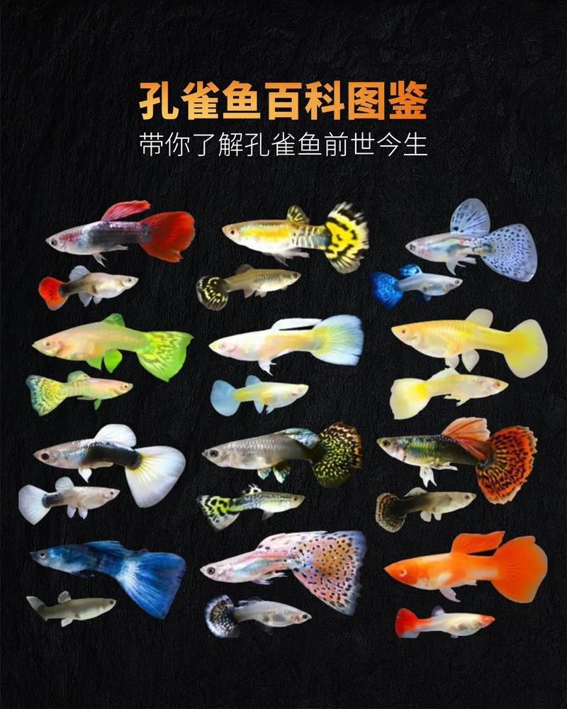 孔雀龍魚種類及圖片大全大圖欣賞