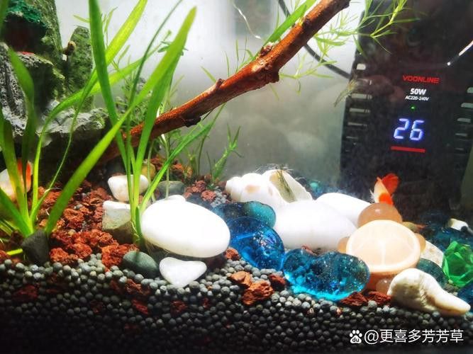 孔雀龍魚種類及圖片大全大圖欣賞